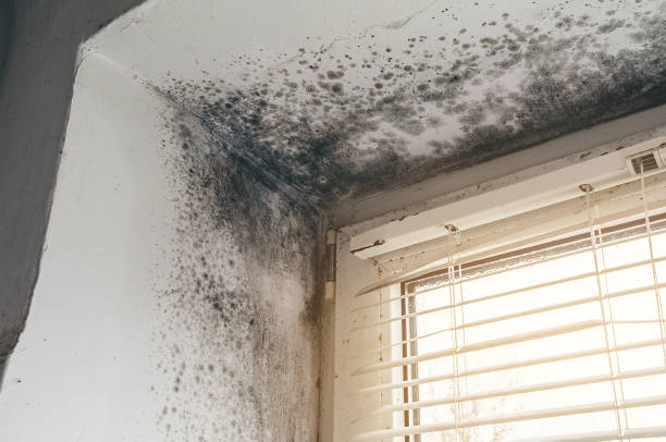 Affordable Mold Cleanup solutions in Micro, NC