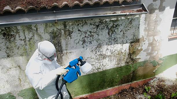 Top rated local Mold Cleanup specialists in Micro, NC